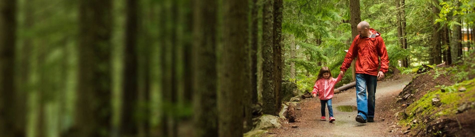 dad and child walking through an evergreen forest